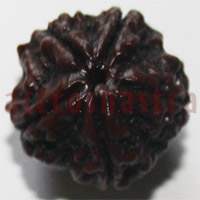 5 mukhi 24910 23mm
